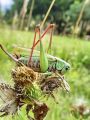 zuze_2-10_1a05_plenilka_travniška_bb_Decticus_verrucivorus_DSC07355.jpg