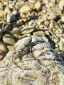zuze_2-10_2c01_pescenka_modrokrila_ba_Oedipoda_caerulescens_DSC02370.jpg