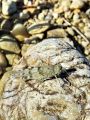 zuze_2-10_2c01_pescenka_modrokrila_bb_Oedipoda_caerulescens_DSC02371.jpg