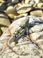 zuze_2-10_2c01_pescenka_modrokrila_bc__Oedipoda_caerulescens_DSC02372.jpg