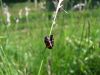 zuze_2-14ba_101_pljunkarica_navadna_aa_Cercopis_sanguinolenta_2011_05130009.JPG