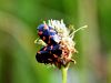 zuze_2-14ba_101_pljunkarica_navadna_ad_Cercopis_sanguinolenta_IMG_3745a.jpg