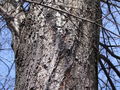 zuze_2-14c_503_lipovka_rjava_ba_Oxycarenus_lavaterae_2010_03140043a.jpg