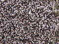 zuze_2-14c_503_lipovka_rjava_bb_Oxycarenus_lavaterae_2010_02280004.jpg