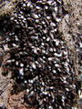 zuze_2-14c_503_lipovka_rjava_bc_Oxycarenus_lavaterae_2010_03140041.JPG