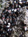 zuze_2-14c_503_lipovka_rjava_bd_Oxycarenus_lavaterae_2010_02280007a.jpg