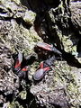 zuze_2-14c_503_lipovka_rjava_be_Oxycarenus_lavaterae_2010_03170037aa.jpg