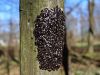 zuze_2-14c_503_lipovka_rjava_bf_Oxycarenus_lavaterae_IMG_9889a.jpg
