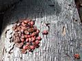 zuze_2-14c_504_skratec_rdeci_ba_Pyrrhocoris_apterus_2014_09270001.jpg