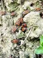 zuze_2-14c_504_skratec_rdeci_bb_Pyrrhocoris_apterus__DSC00445.jpg