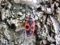 zuze_2-14c_504_skratec_rdeci_bc_Pyrrhocoris_apterus__2010_04010043a.jpg