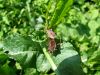 zuze_2-14c_508_usnjatka_rjava_ba_Coreus_marginatus_2011_05050061.JPG