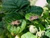 zuze_2-14c_508_usnjatka_rjava_bb_Coreus_marginatus_DSC03268.JPG