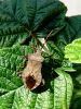 zuze_2-14c_508_usnjatka_rjava_bc_Coreus_marginatus_DSC03266.JPG