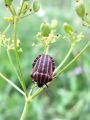 zuze_2-14c_513_pizamarka_crtasta_bbb_Graphosoma_lineatum_2010_07260028a.jpg