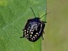 zuze_2-14c_513_smrdljivka_zelena_bb_Nezara_viridula_IMG_2815a.jpg