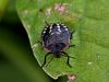 zuze_2-14c_513_smrdljivka_zelena_bc_Nezara_viridula_IMG_2847a.jpg