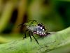 zuze_2-14c_513_smrdljivka_zelena_bd_Nezara_viridula_IMG_2849a.jpg