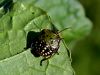 zuze_2-14c_513_smrdljivka_zelena_be_Nezara_viridula_IMG_3342a.jpg