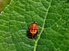 zuze_2-16_2b303_polonica_harlekinska_aa_Harmonia_axyridis_IMG_3672a.jpg