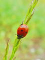 zuze_2-16_2b303_polonica_sedempikcasta_ab_Coccinella_septempunctata_DSC05355.jpg