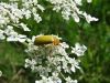 zuze_2-16_2b502_crnivec_zvepleni_ac_Cteniopus_flavus_2011_06280026a.jpg