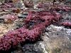 zz_zelatinka_vijolicasta_d_Ascocoryne_cylichnium_2012_11040006a.jpg