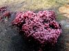 zz_zelatinka_vijolicasta_e_Ascocoryne_cylichnium_2012_11040024a.jpg