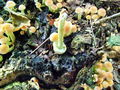 Filename=zz_zveplenjaca_navadna_b_Hypholoma_fasciculare_2009_09240050.JPG
Filesize=294KB
Dimensions=900x675
Date added=Jan 12, 2010 zz_zveplenjaca_navadna_b_Hypholoma_fasciculare_2009_09240050.JPG
