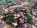 Filename=zz_zveplenjaca_navadna_c_Hypholoma_fasciculare_2009_09290017.JPG
Filesize=382KB
Dimensions=900x675
Date added=Jan 12, 2010 zz_zveplenjaca_navadna_c_Hypholoma_fasciculare_2009_09290017.JPG