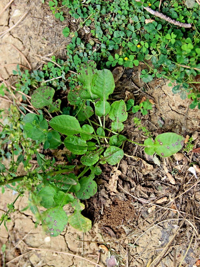 Click to view full size image