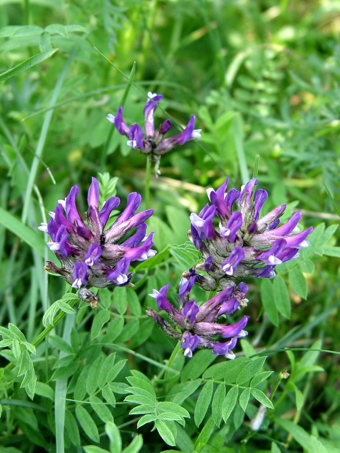 Click to view full size image