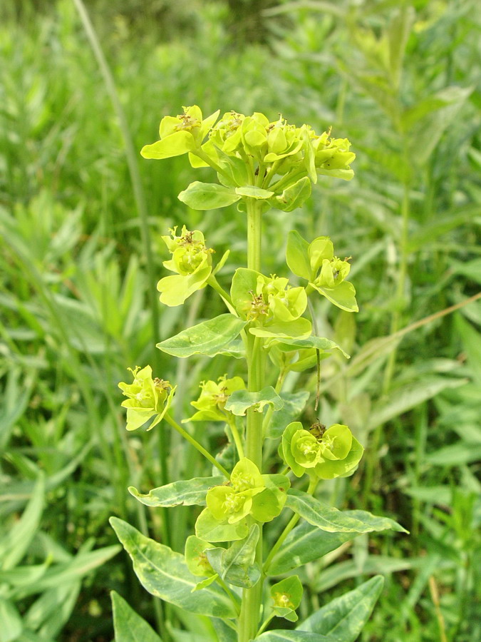 Click to view full size image