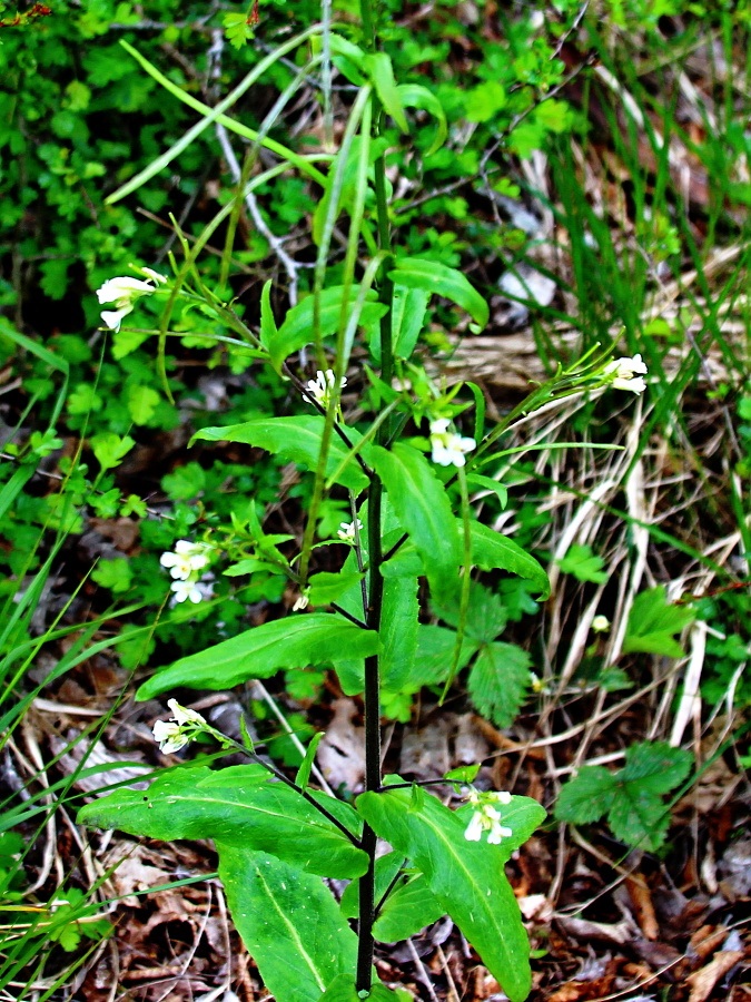 Click to view full size image