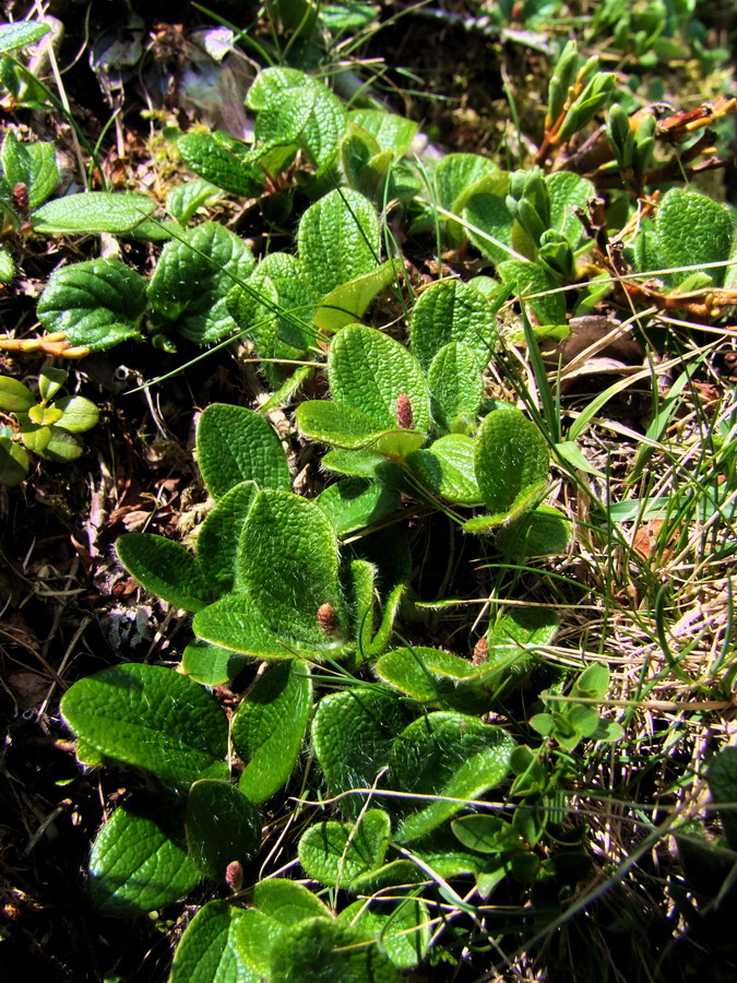 Click to view full size image