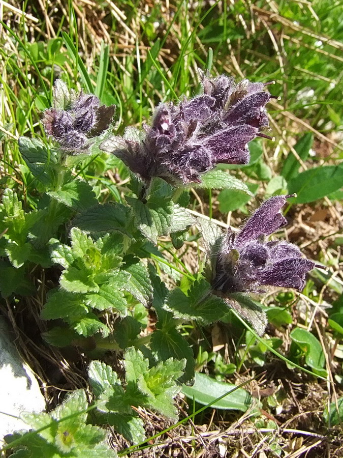 Click to view full size image