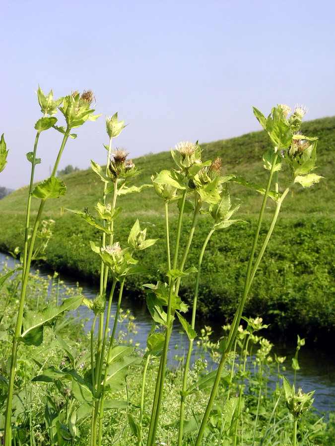 Click to view full size image