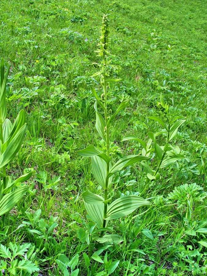 Click to view full size image