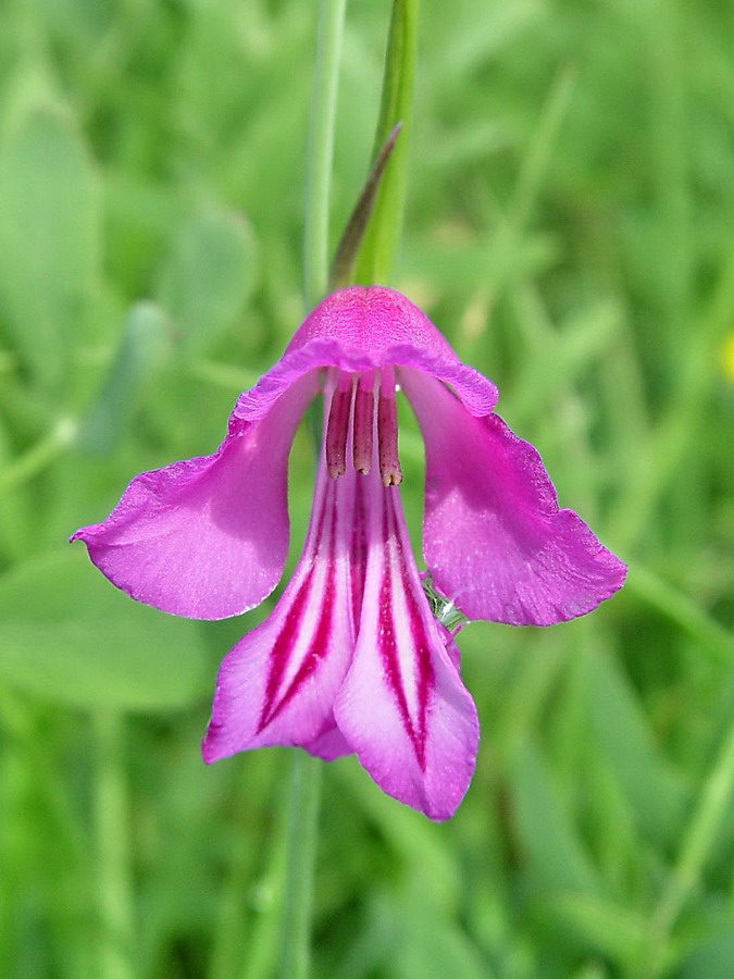 Click to view full size image