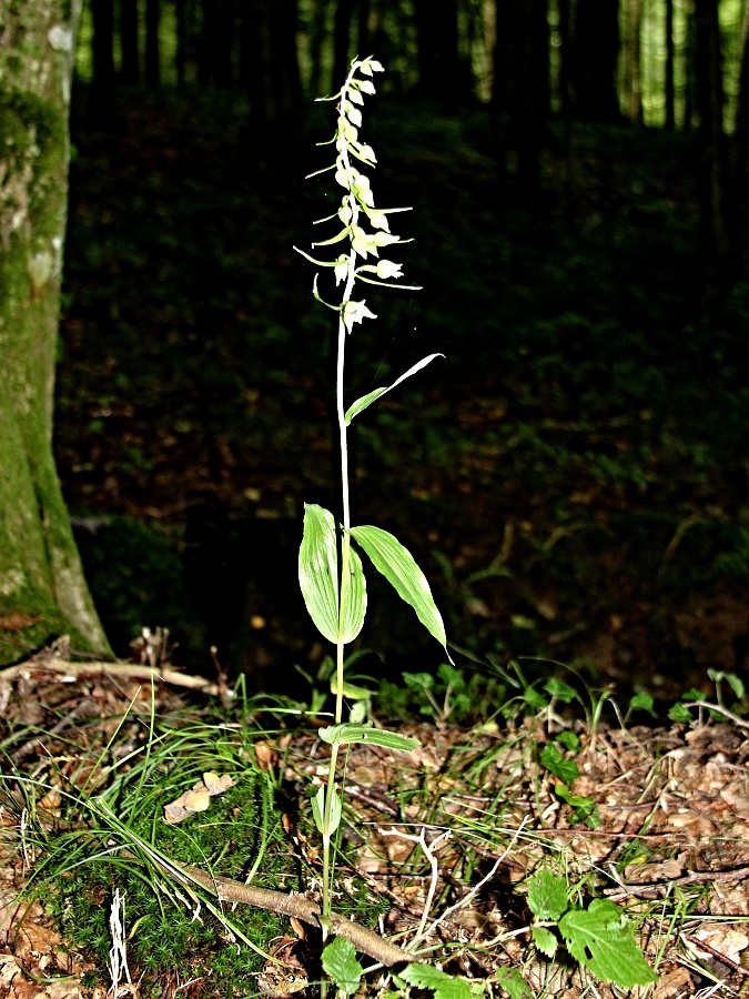 Click to view full size image