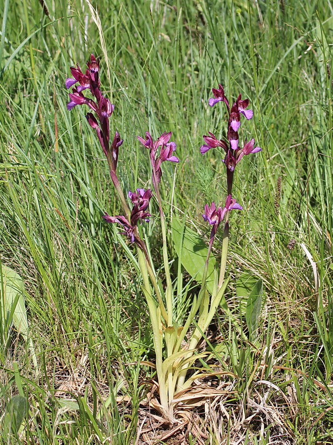 Click to view full size image