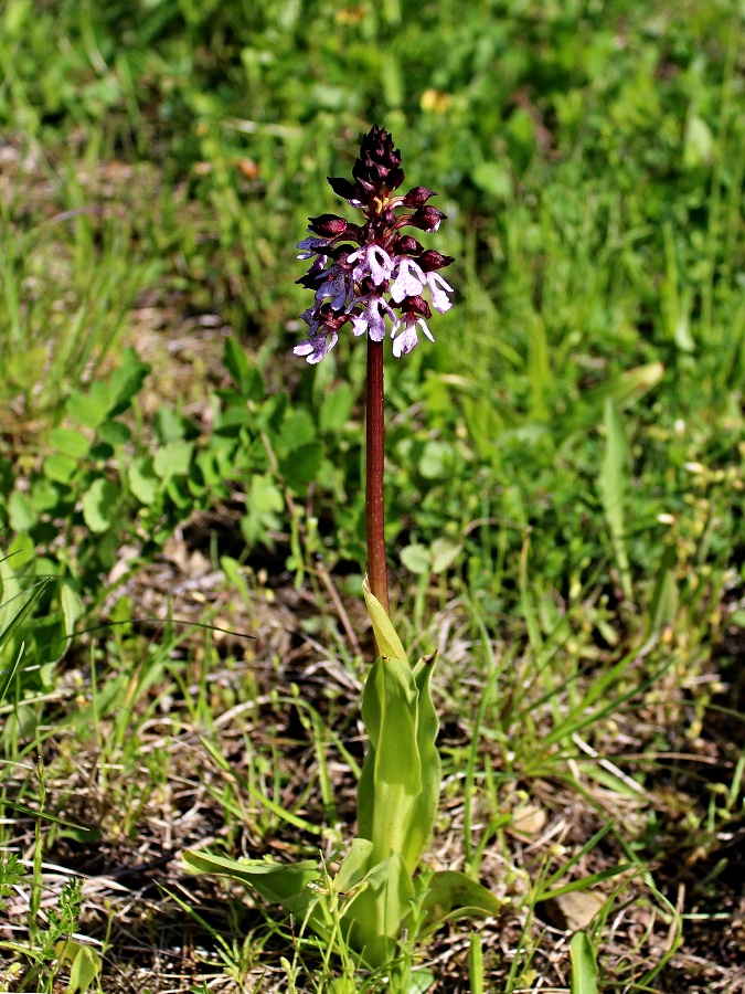 Click to view full size image