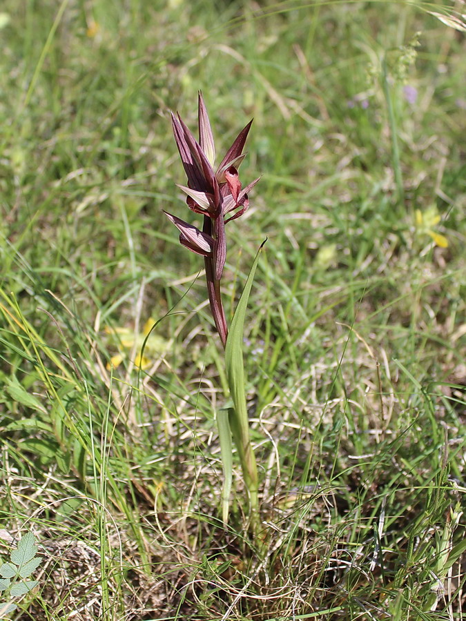 Click to view full size image