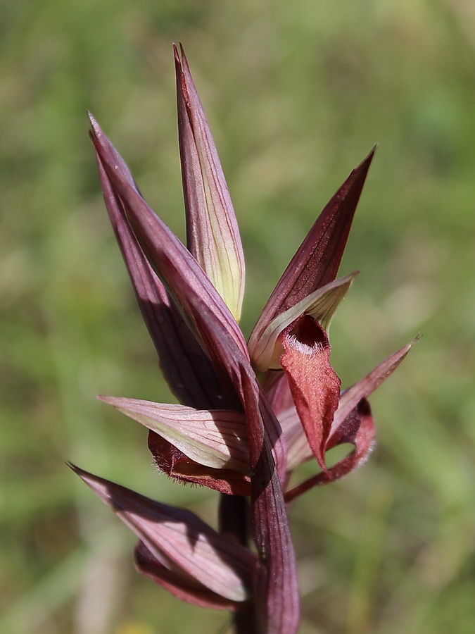 Click to view full size image