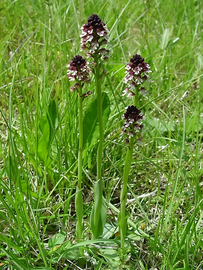 Click to view full size image