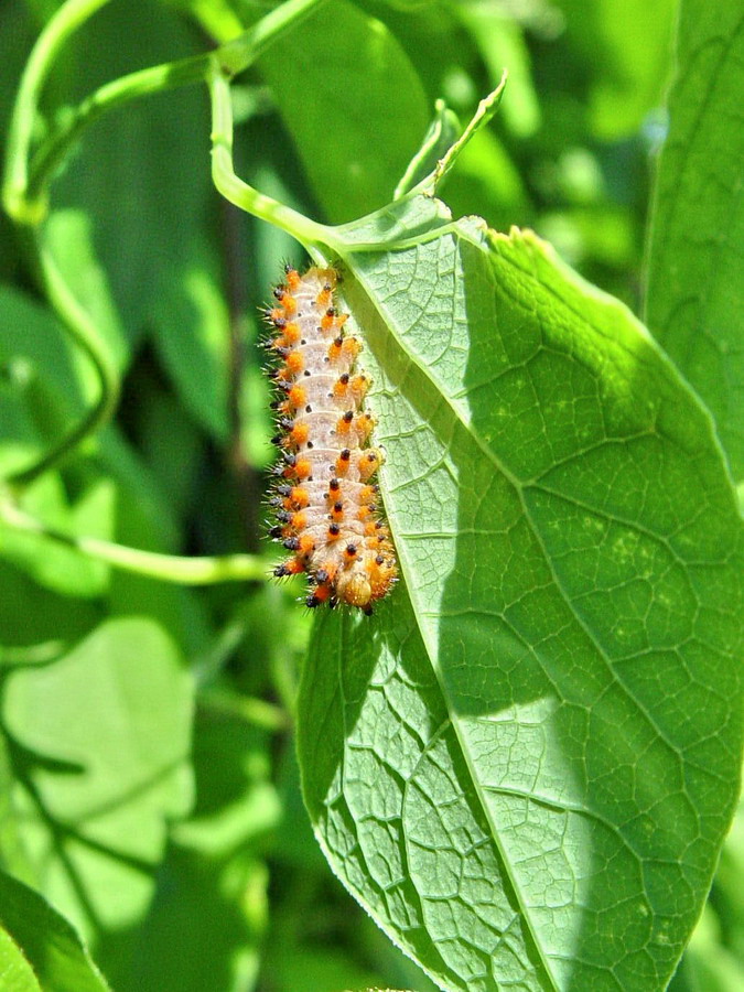 Click to view full size image