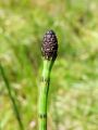 003_01_04bd_Preslica_vodna_Equisetum_fluviatile_2012_06300045.jpg