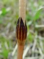 003_01_08ad_Preslica_njivska_Equisetum_arvense_DSC08428.jpg