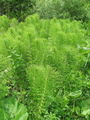 003_01_09ba_velika_preslica_Equisetum_telmateia_DSC09737.jpg