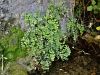 005_01_01ca_venerini_laski_Adiantum_capillus-veneris_IMG_9675.JPG